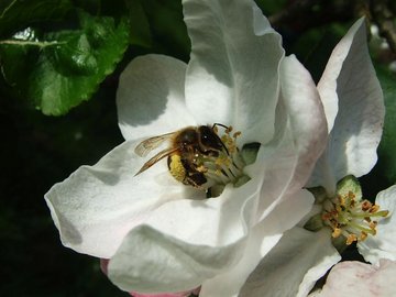Bienenschmaus in der Apfelblüte (Foto: Anja Abdank)