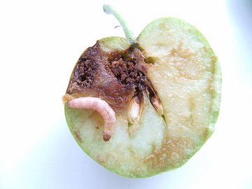 Eine mit CpGV infizierte Larve des Apfelwicklers in einem geschädigten Apfel. ©Johannes Jehle/JKI
