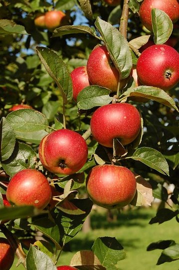 Für Apfelallergiker meist verträgliche Apfelsorte Kaiser Wilhelm aus der Streuobstwiese des BUND Lemgo (Foto: BUND Lemgo)