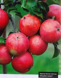 Hörtipp im DLF: Vielfalt der Äpfel