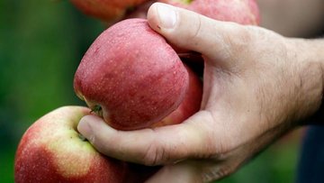 Lebensmittel-Allergien: Problemäpfel aus dem Supermarkt