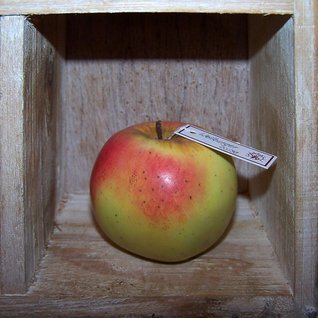 Fruchtmodell Weilburger