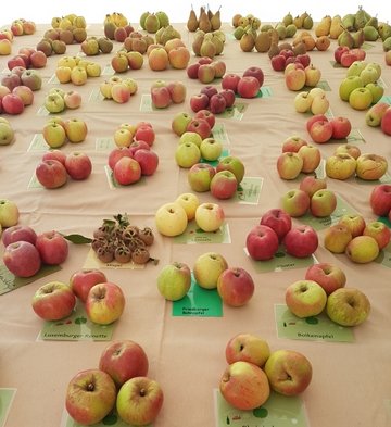 Sortenausstellung des Landschaftspflegevereins (LPV Göttingen) beim 25. Apfel- und Birnenmarkt in Duderstadt