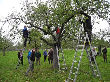 Pflegeschnitt eines Altbaums (Foto: R. Scheibel)