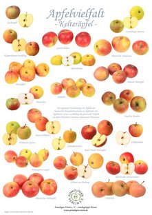 Poster Kelteräpfel
