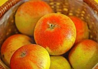 Alkmene – allergenarme alte Apfelsorte