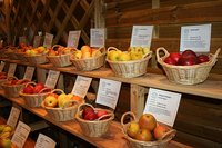 Die Apfelsorten waren alphabetisch sortiert mit Informationen u. a. zur Pflückreife, Genussreife, Lagerfähigkeit und Nutzung. (Foto: PA Stadt Naumburg)