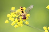 Schwebfliegen (Syrphidae)