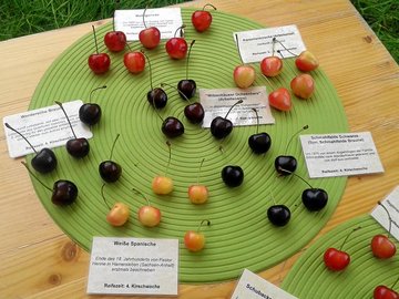 Süßkirschenvielfalt aus Südniedersachsen (Foto: LPV)