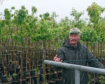 Klaus Schwartz berichtet unter Anderem über seine Erfahrungen zur Anzucht von Obsthochstämmen in Topfkultur