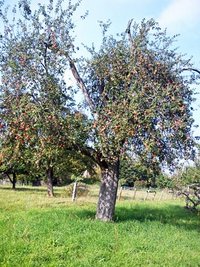 Luikenapfel aus Württemberg