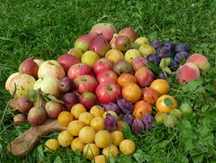 Erhalternetzwerk Obstsortenvielfalt