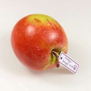 Naturgetreues Fruchtmodell von SOMSO (Foto: S. Kahl)