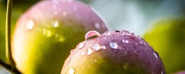 Apfel als gesunde „Bakterienschleuder“