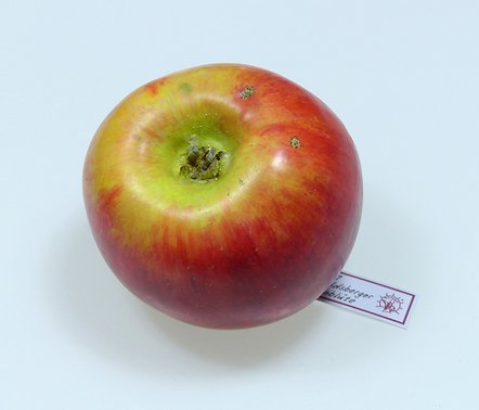 SOMSO-Fruchtmodell (Foto: S. Kahl)