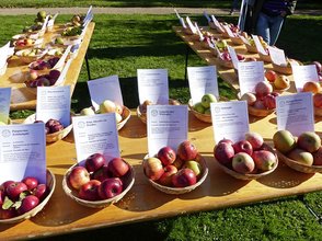 Ausstellung mit hessischen und anderen besonderen Apfelsorten (Foto: S. Kahl)