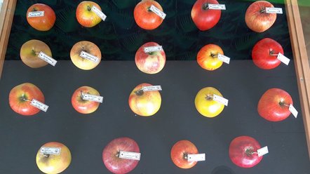 Ausstellung von Somso-Fruchtmodellen hessischer Lokalsorten